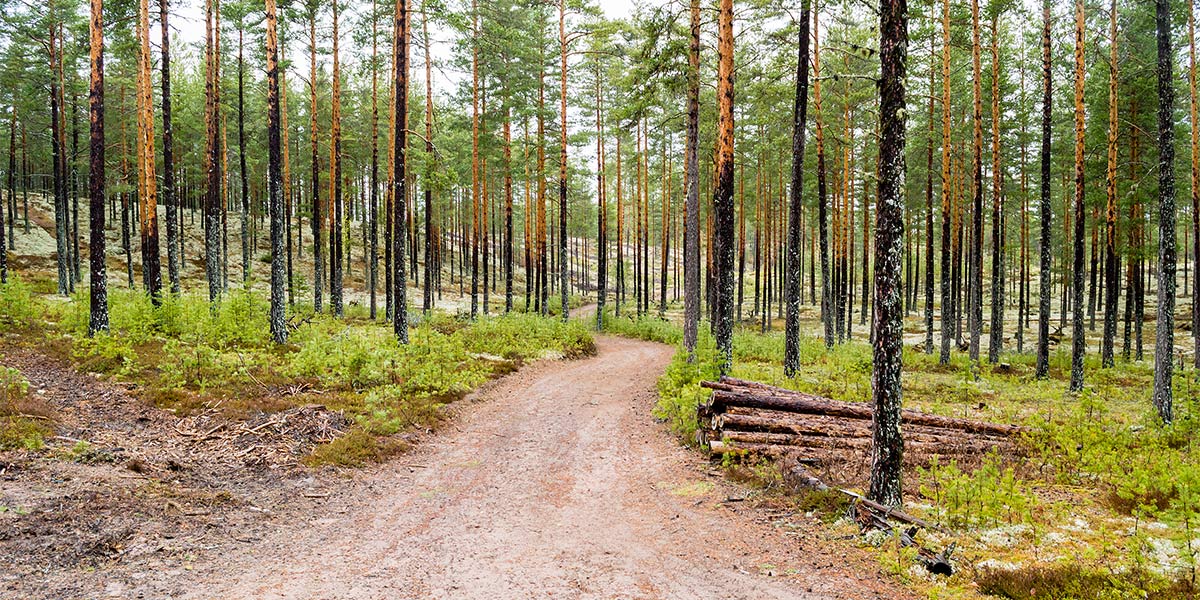 Market Category Page - Forestry